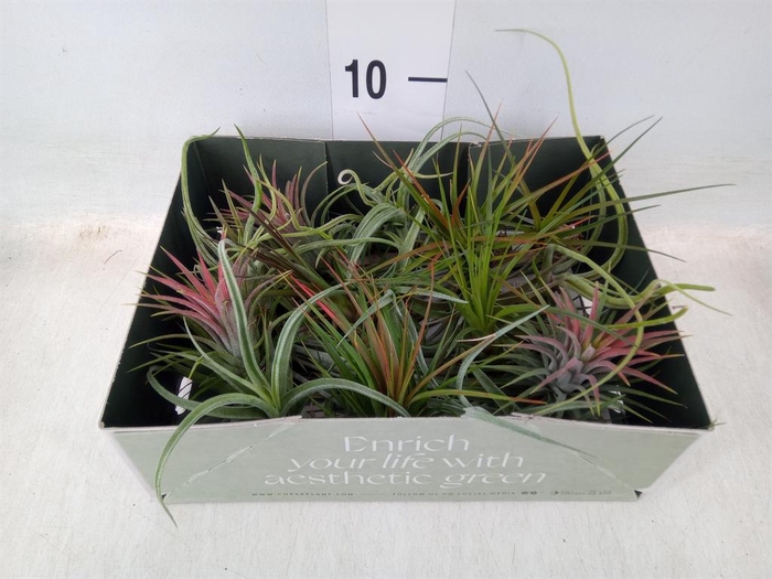 <h4>Tillandsia</h4>