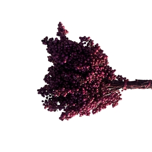 Schinus M Pt Burgundy Bunch