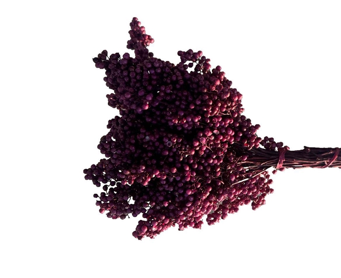 <h4>Schinus M Pt Burgundy Bunch</h4>