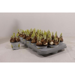 NARCISSUS TETE A TETE P9