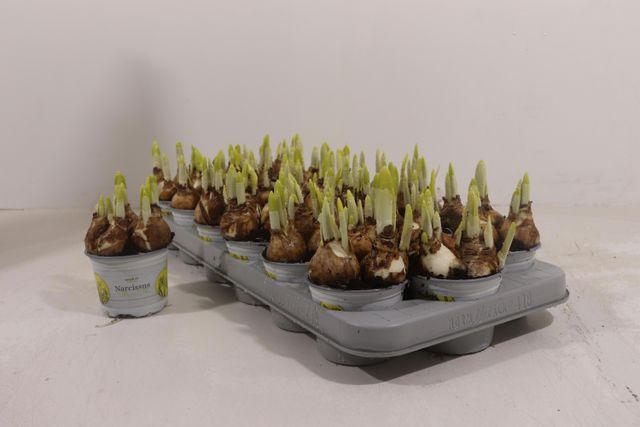 <h4>NARCISSUS TETE A TETE P9</h4>