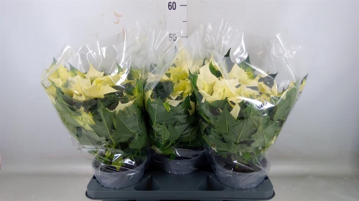 <h4>Euphorbia   ...</h4>