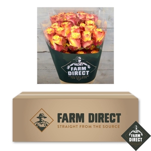 R GR HIGH AND MAGIC BOX x50