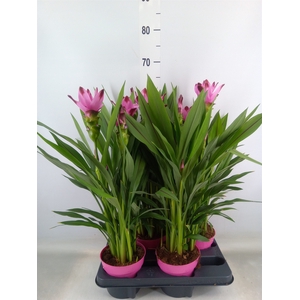 Curcuma alism. 'Siam Splash'