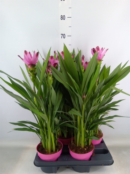 <h4>Curcuma alism. 'Siam Splash'</h4>