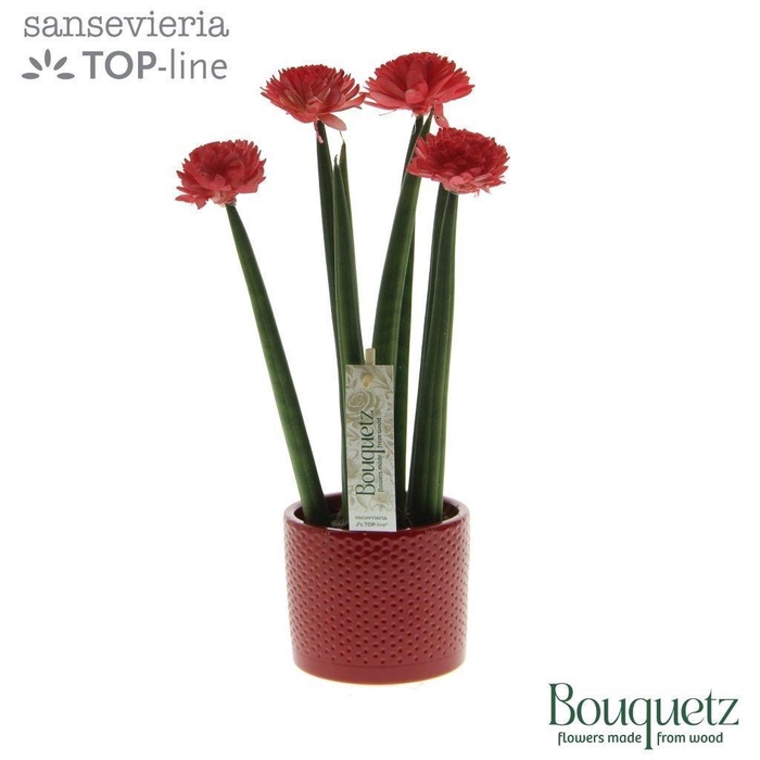 Sansevieria TOP-line Bouquetz Red in Dots keramiek