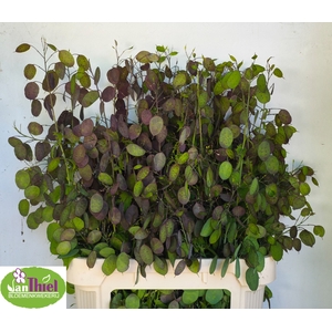 LUNARIA ANN PAARSE P