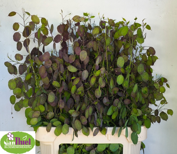 <h4>LUNARIA ANN PAARSE P</h4>