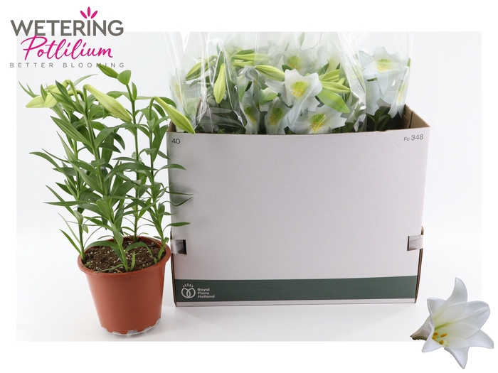 <h4>LIL LO MIRACLE</h4>