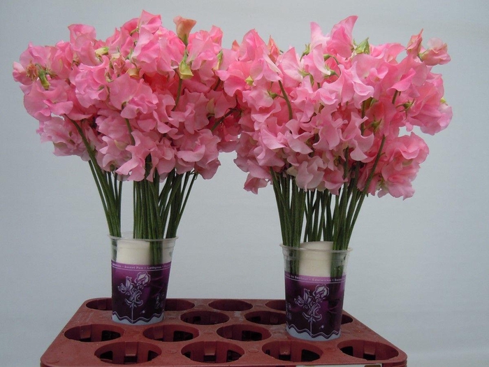 <h4>Lathyrus Sunshine Pink</h4>