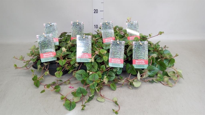 <h4>Lysimachia nummularia 'Aurea'</h4>