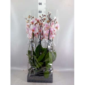 Phalaenopsis  'Ant Madrid'