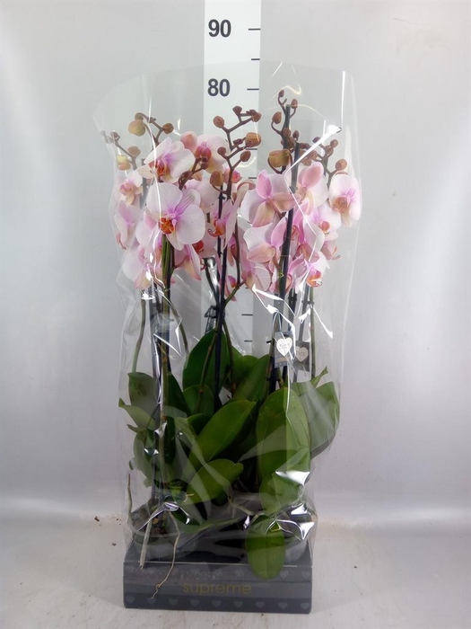<h4>Phalaenopsis  'Ant Madrid'</h4>