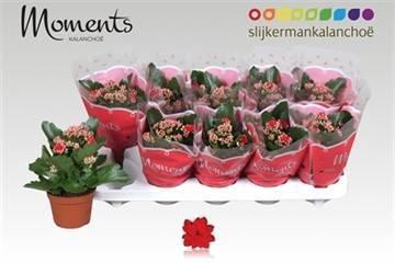 <h4>KAL GE SECRET RED</h4>