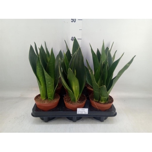 Sansevieria trifa.   ...