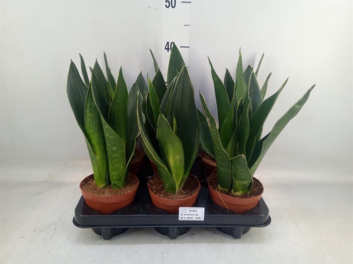 <h4>Sansevieria trifa.   ...</h4>