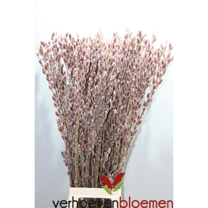 SALIX CH RED PASSION