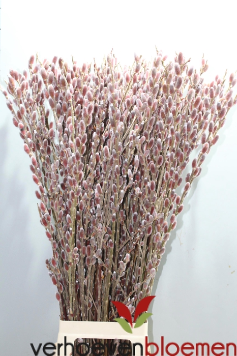 <h4>SALIX CH RED PASSION</h4>