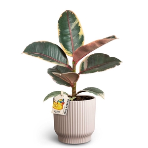FICUS ELASTICA P10 NORDIC L BELIZE