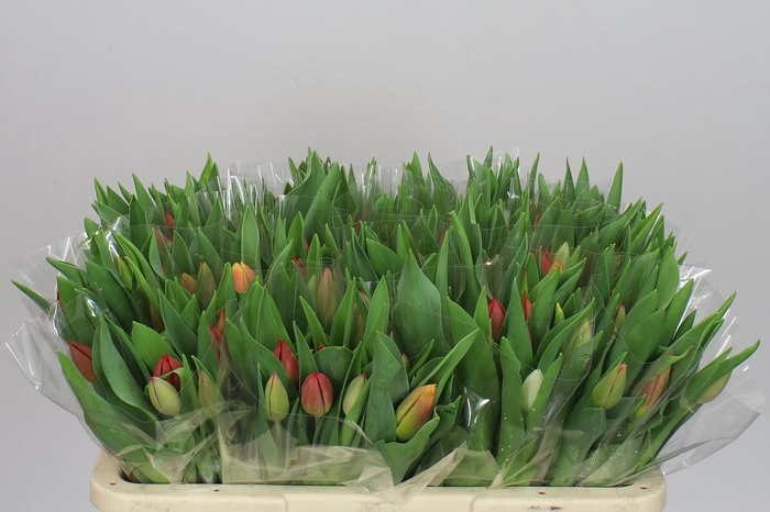 <h4>Tulipa En Mixed In Bunch</h4>