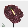 Anthurium Tropic Night | Extra