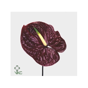 Anthurium Tropic Night