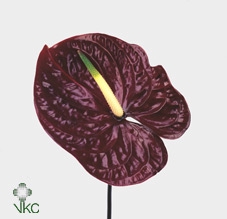 <h4>Anthurium Tropic Night</h4>