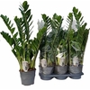 Zamio Zamiifolia