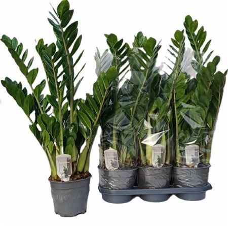 Zamio Zamiifolia