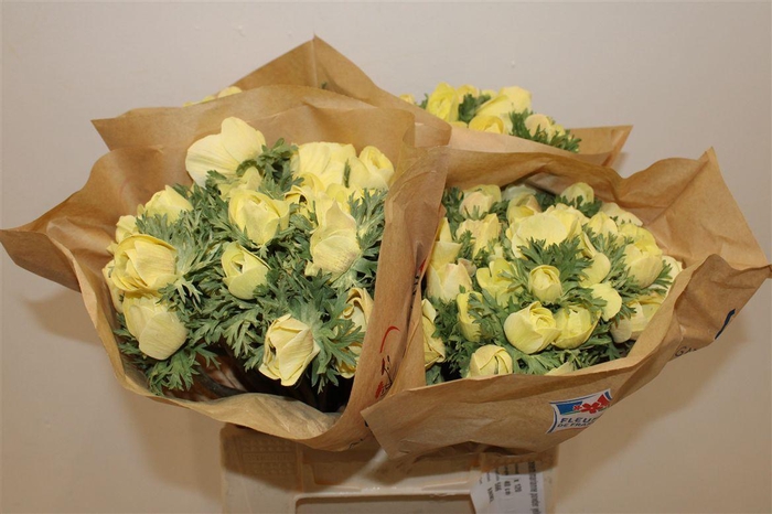 <h4>Anem Marianne Powder Yellow</h4>