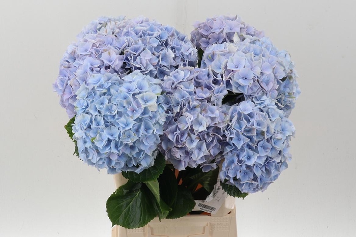 <h4>Hydr M My Minerva</h4>