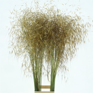 Stipa Gold