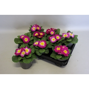 Primula acaulis Violet Bicolor