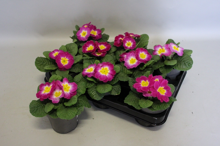 <h4>Primula acaulis Violet Bicolor</h4>