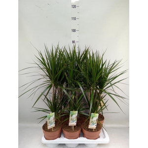 Dracaena marg.