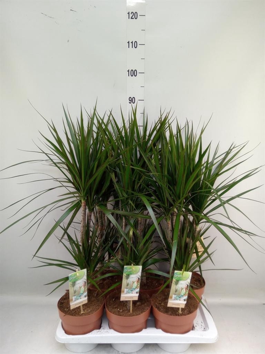 <h4>Dracaena marg.</h4>