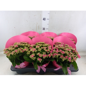 Kalanchoe blos. 'RosDon Nando'