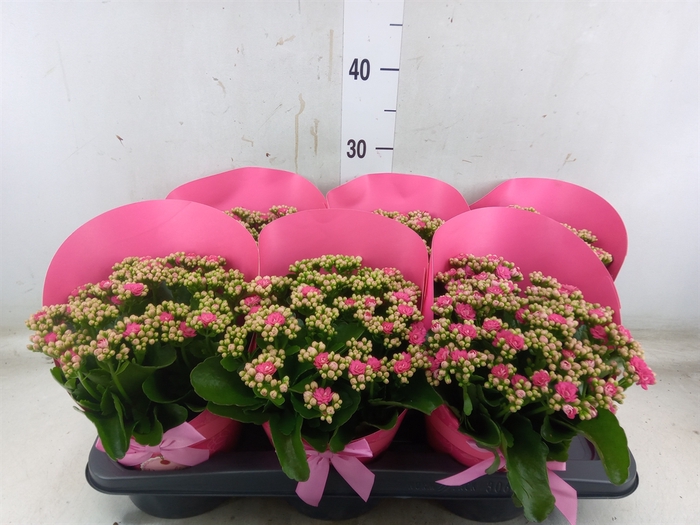 <h4>Kalanchoe blos. 'RosDon Nando'</h4>