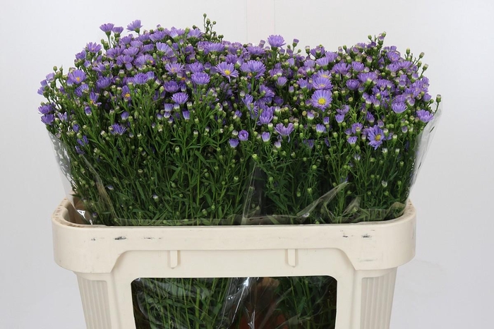 <h4>Aster Cassandra</h4>