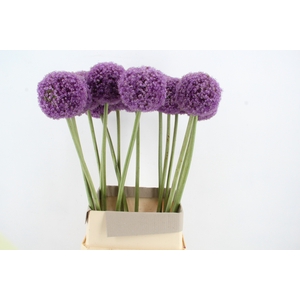 ALLIUM GIGANTEUM XL