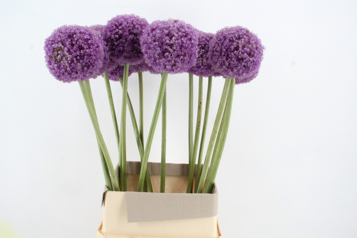 <h4>ALLIUM GIGANTEUM XL</h4>