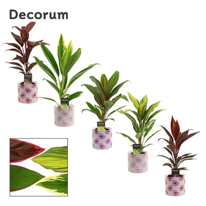 Cordyline mix 12 cm in Nine (Bubblicious-collection)