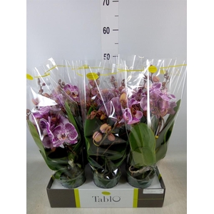 Phalaenopsis   ...rose