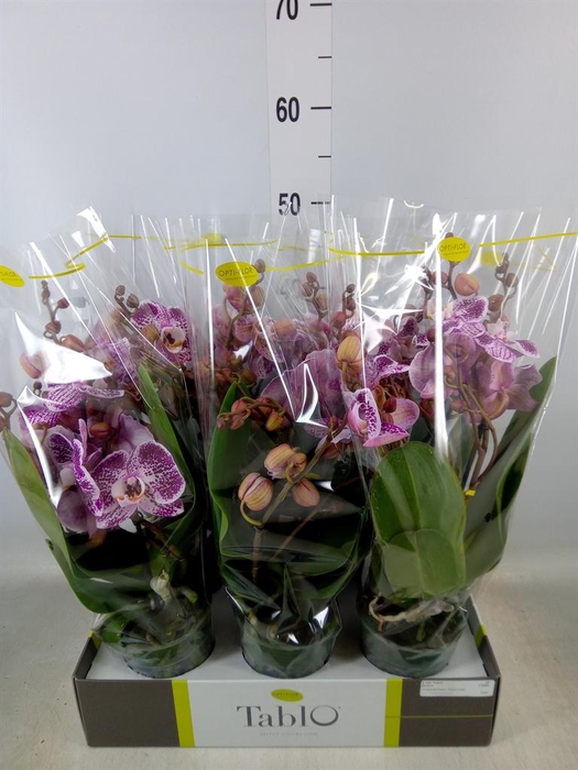 <h4>Phalaenopsis   ...rose</h4>