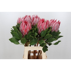 Protea Cynaroides Stellar