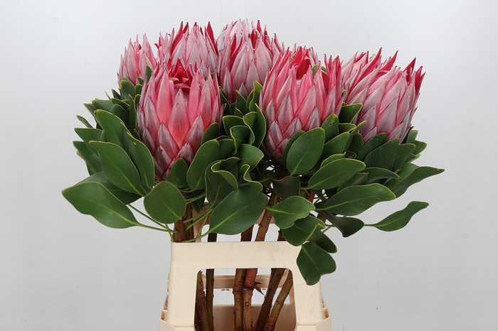 <h4>Protea Cynaroides Stellar</h4>