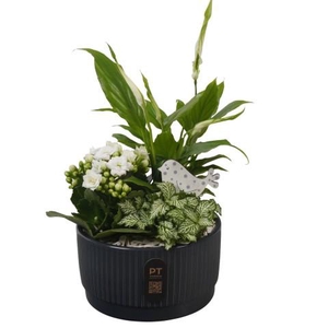 PTIB5113 Arrangementen kamerplanten