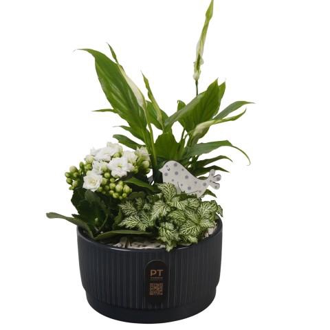 <h4>PTIB5113 Arrangementen kamerplanten</h4>