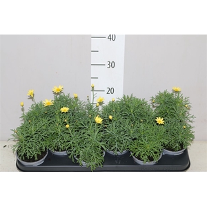 Argyranthemum La Rita Yellow