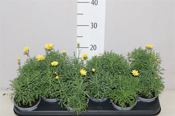 <h4>Argyranthemum La Rita Yellow</h4>
